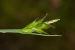 Willdenow's sedge